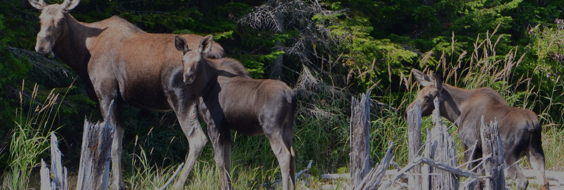 Copie - Entête de page Copie - Entête de page