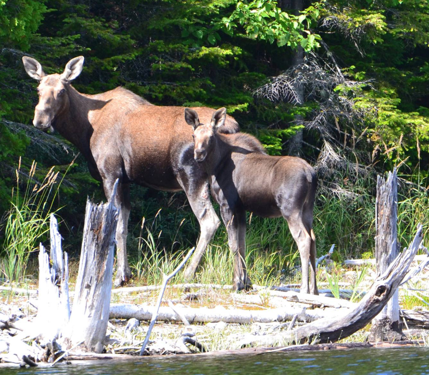 Club Tadoussac / Auberge la Tanière Club Tadoussac / Auberge la Tanière