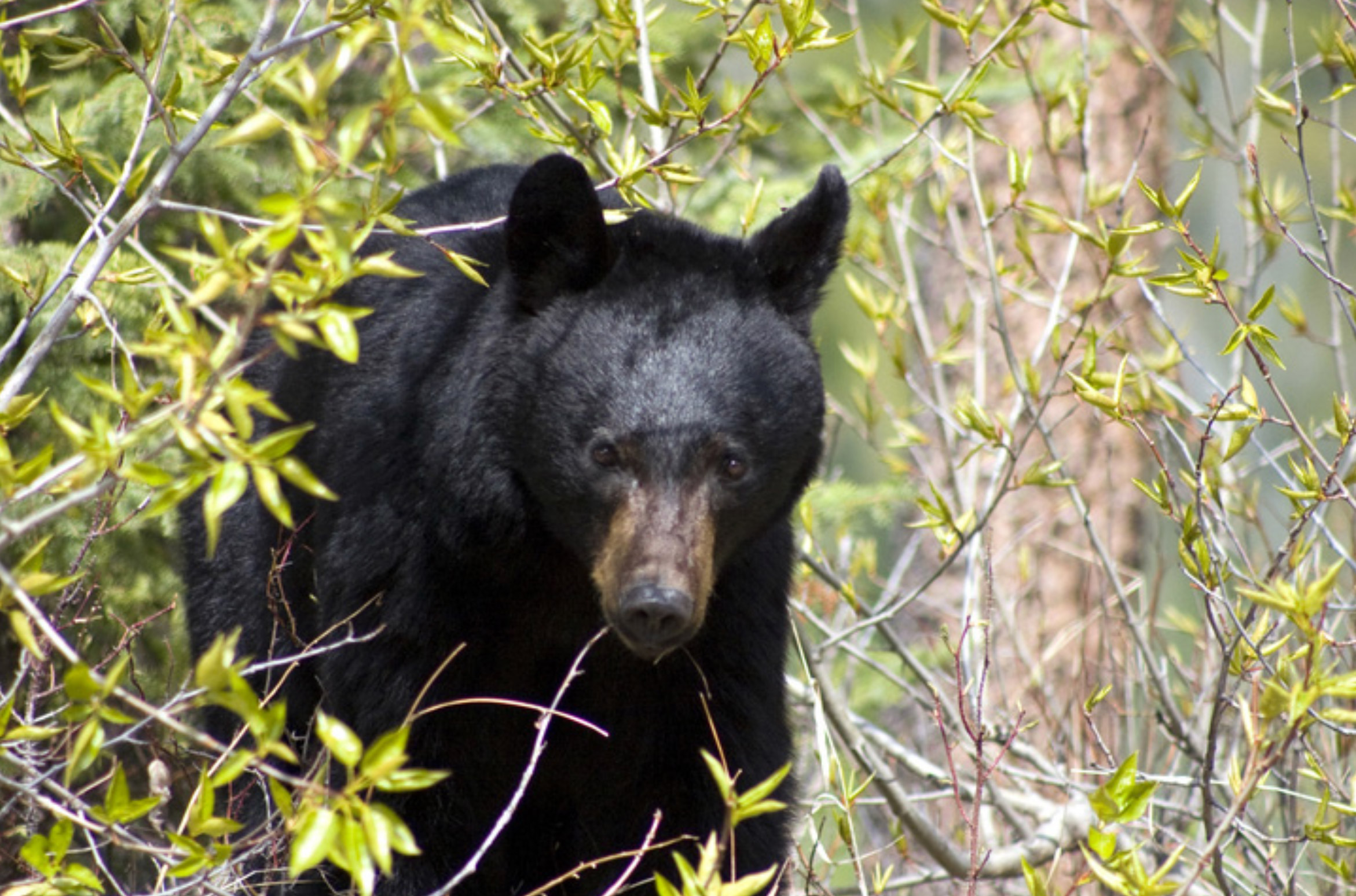 Club Tadoussac / Auberge la Tanière Club Tadoussac / Auberge la Tanière