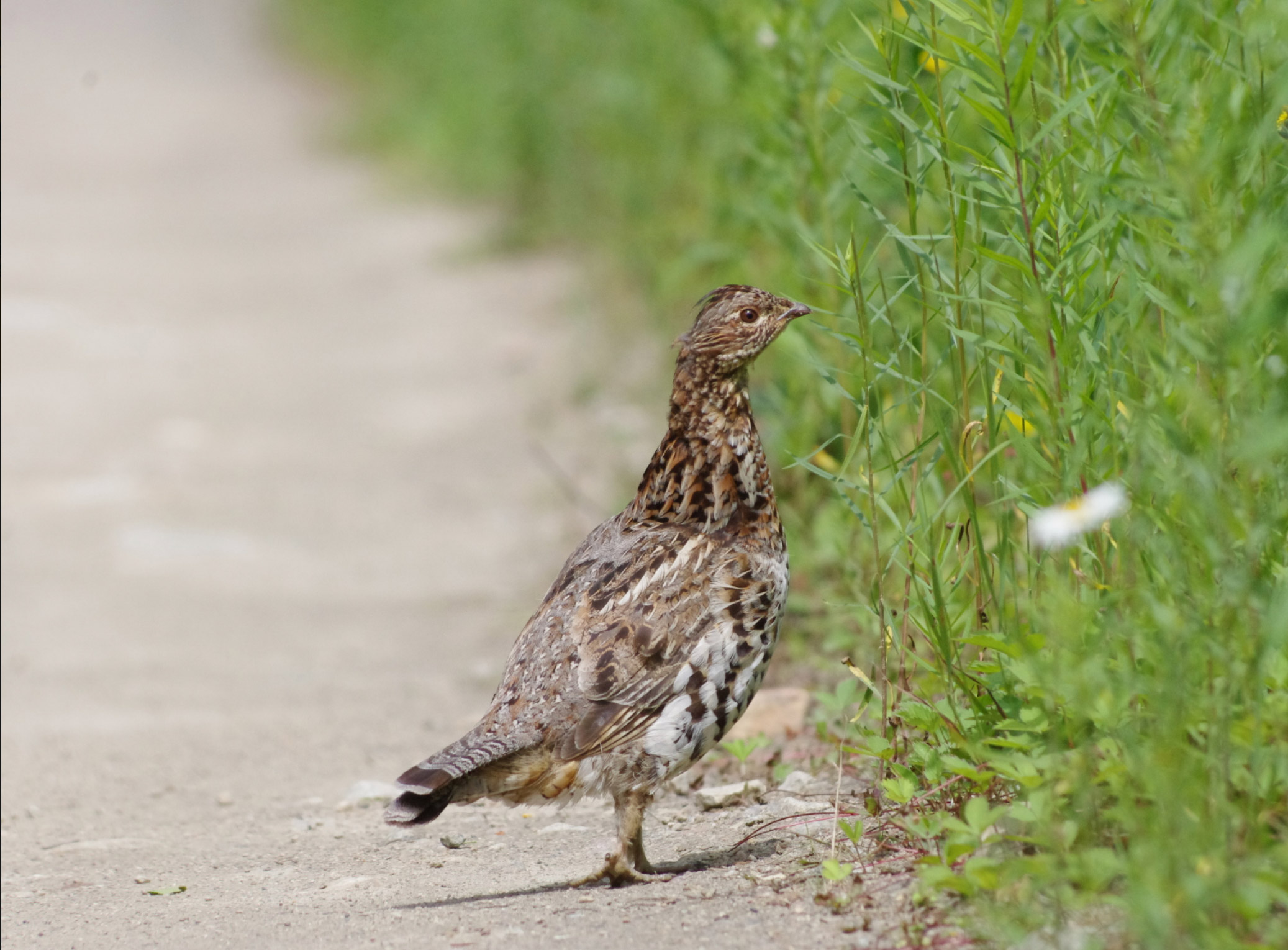 Club Tadoussac / Auberge la Tanière Club Tadoussac / Auberge la Tanière
