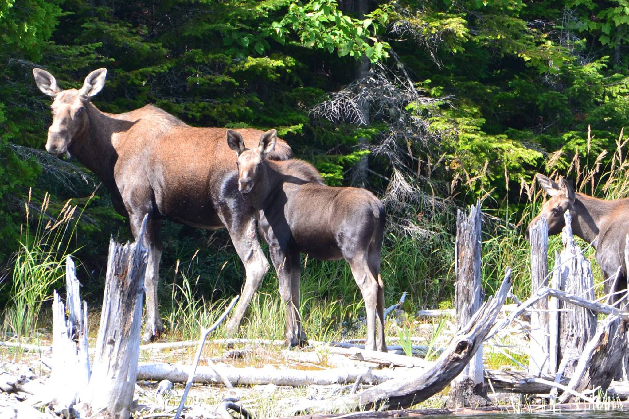 Club Tadoussac / Auberge la Tanière