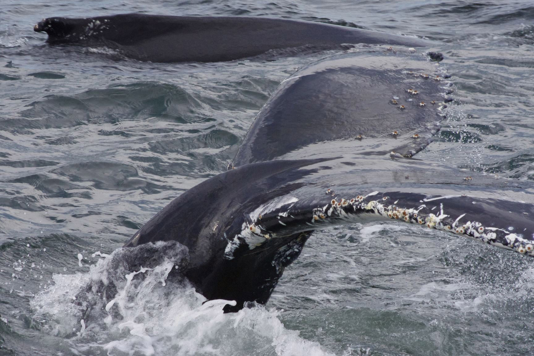 Club Tadoussac / Auberge la Tanière