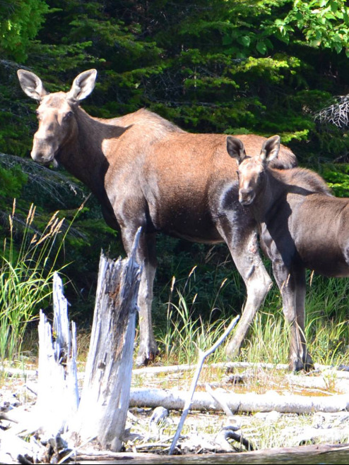 Club Tadoussac / Auberge la Tanière